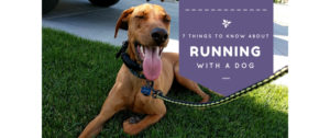7 things to know about running with a dog