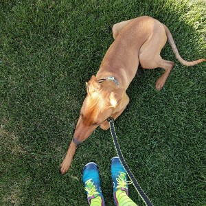 Joey by my feet after a run 